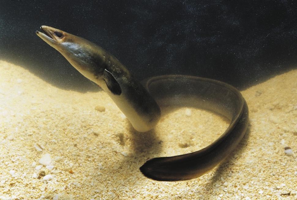 Hình ảnh con lươn dưới nước