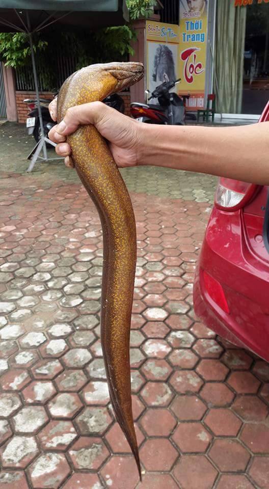 Hình ảnh con lươn khổng lồ