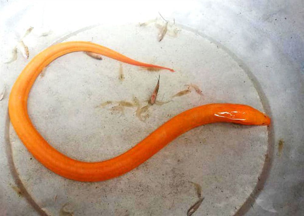 Hình ảnh con lươn màu cam