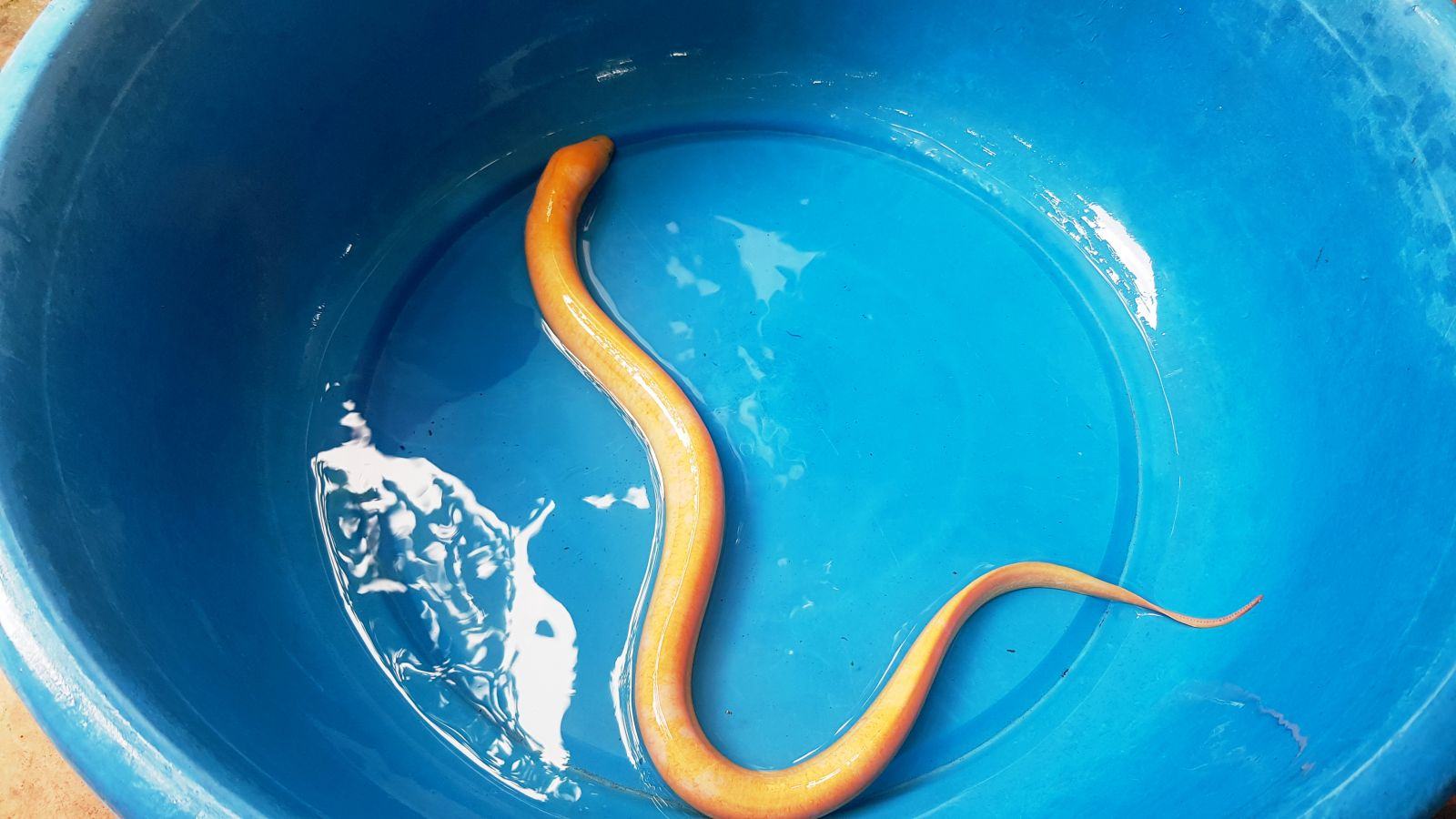 Hình ảnh toàn thân của lươn vàng