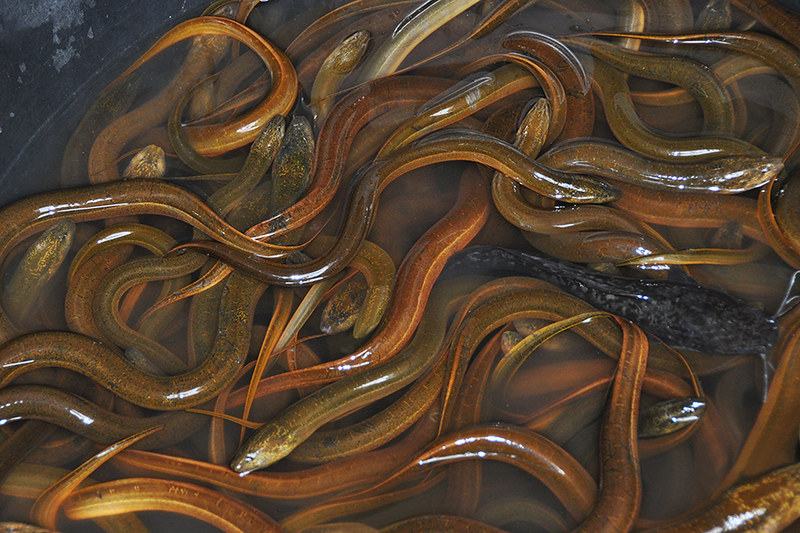 Hình ảnh con lươn