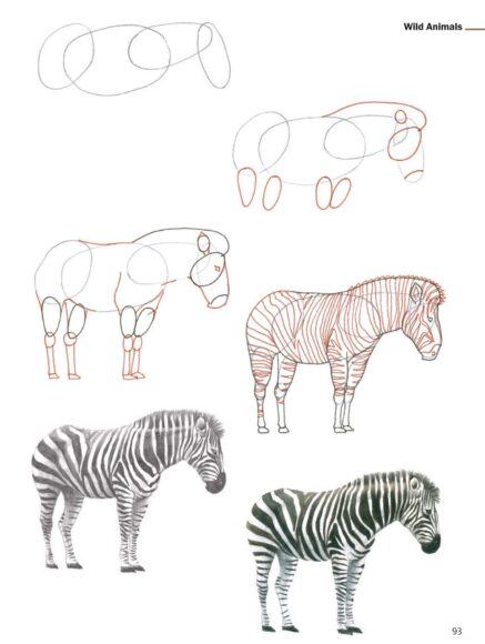 Cách Vẽ Động Vật Ngựa Vằn