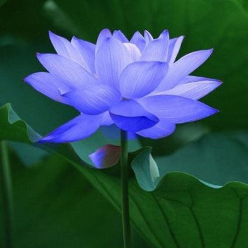 Hình ảnh hoa sen xanh tím đẹp