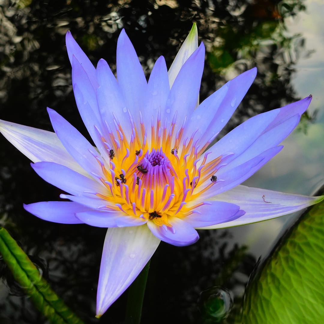 Hình ảnh hoa sen xanh tím