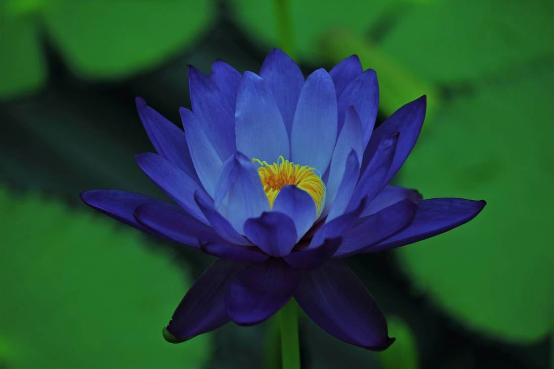 Hình ảnh hoa sen xanh tím đẹp