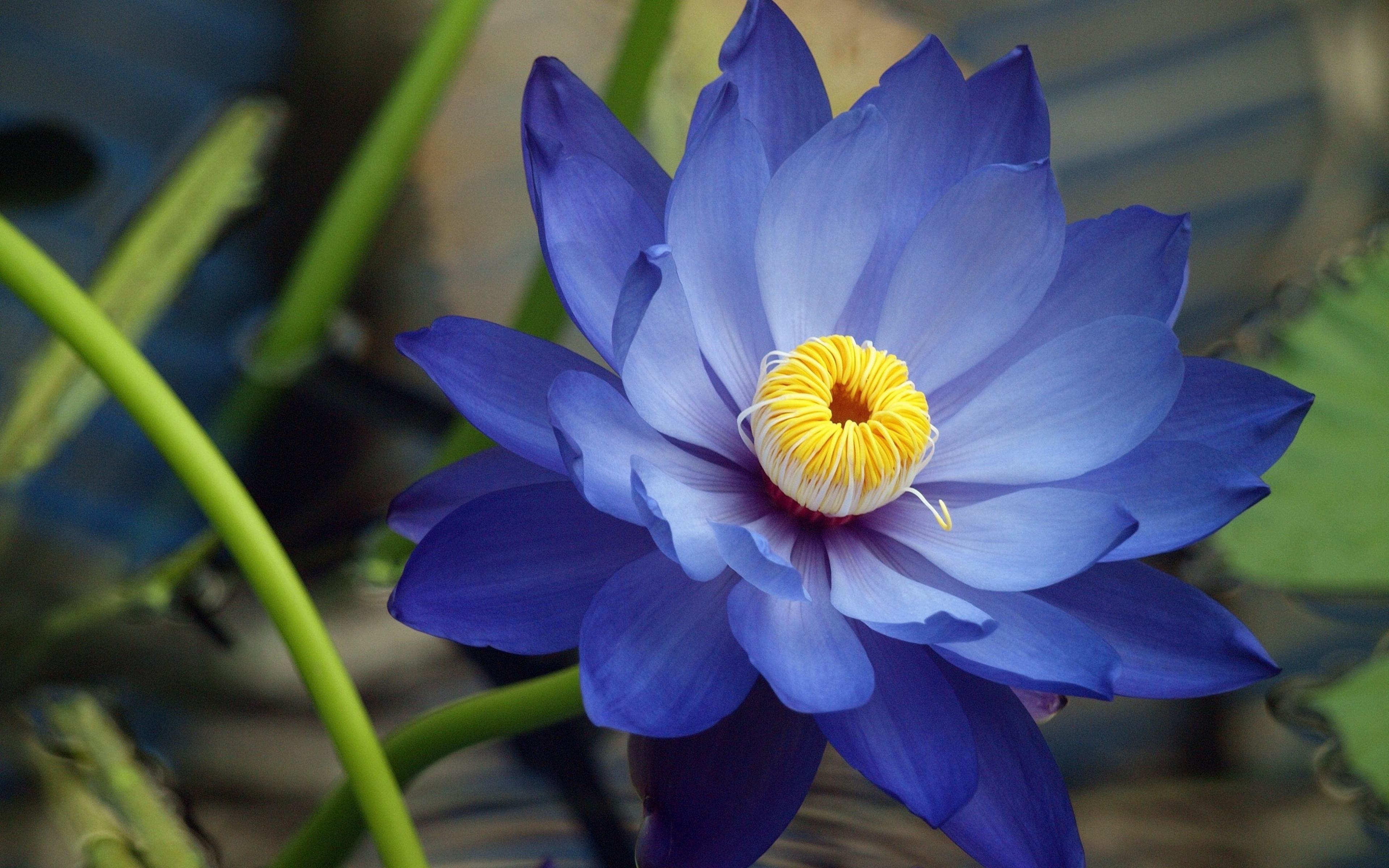 Hình ảnh hoa sen xanh tím đẹp nhất
