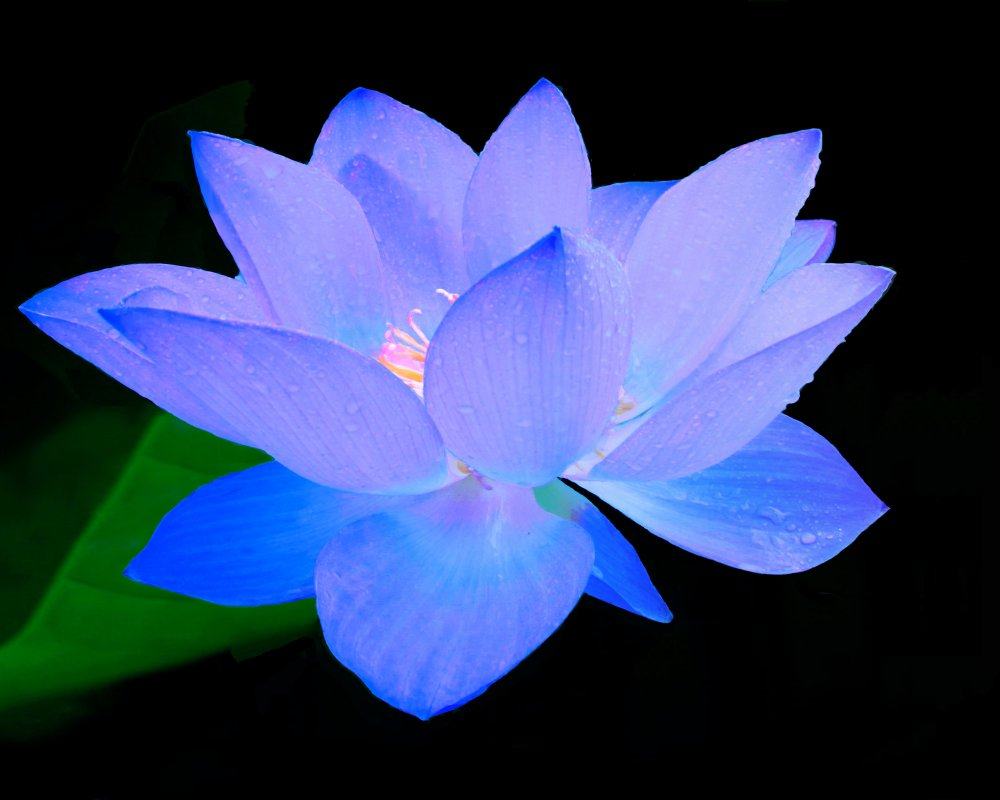 Hình ảnh hoa sen xanh tím