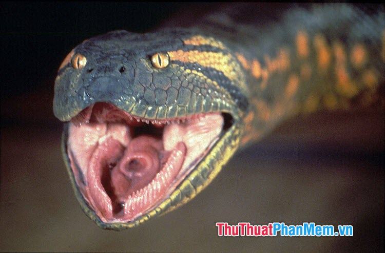 Snake aka Fangs (1974)