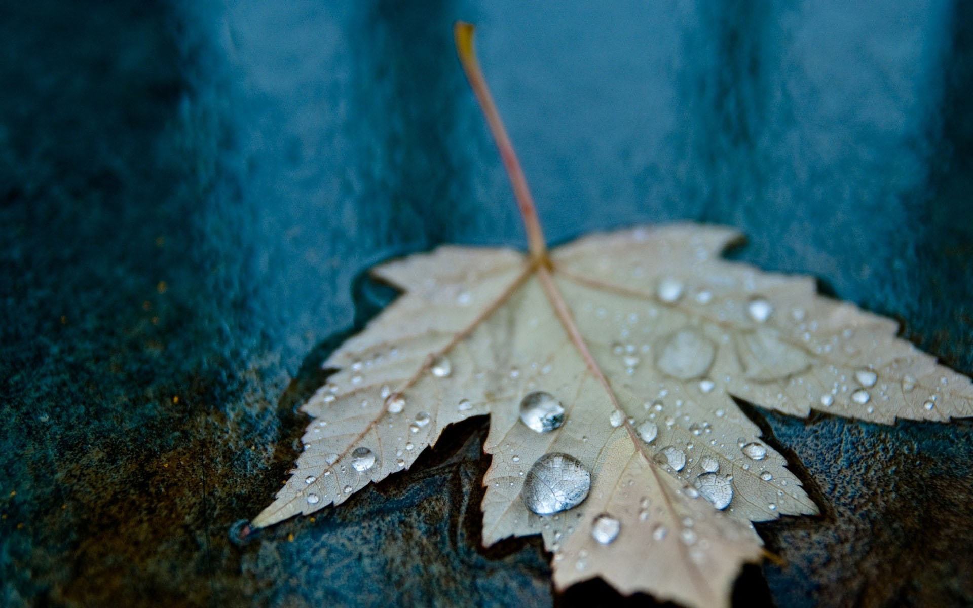 Hình nền lá trong mưa