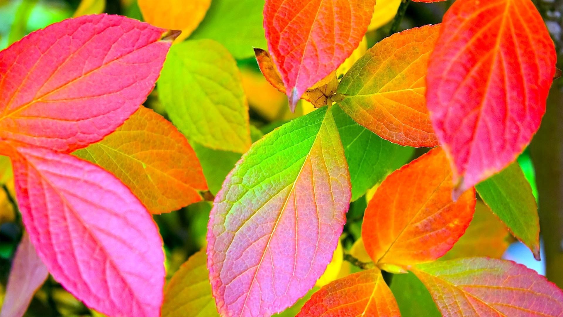 Hình nền lá đầy màu sắc