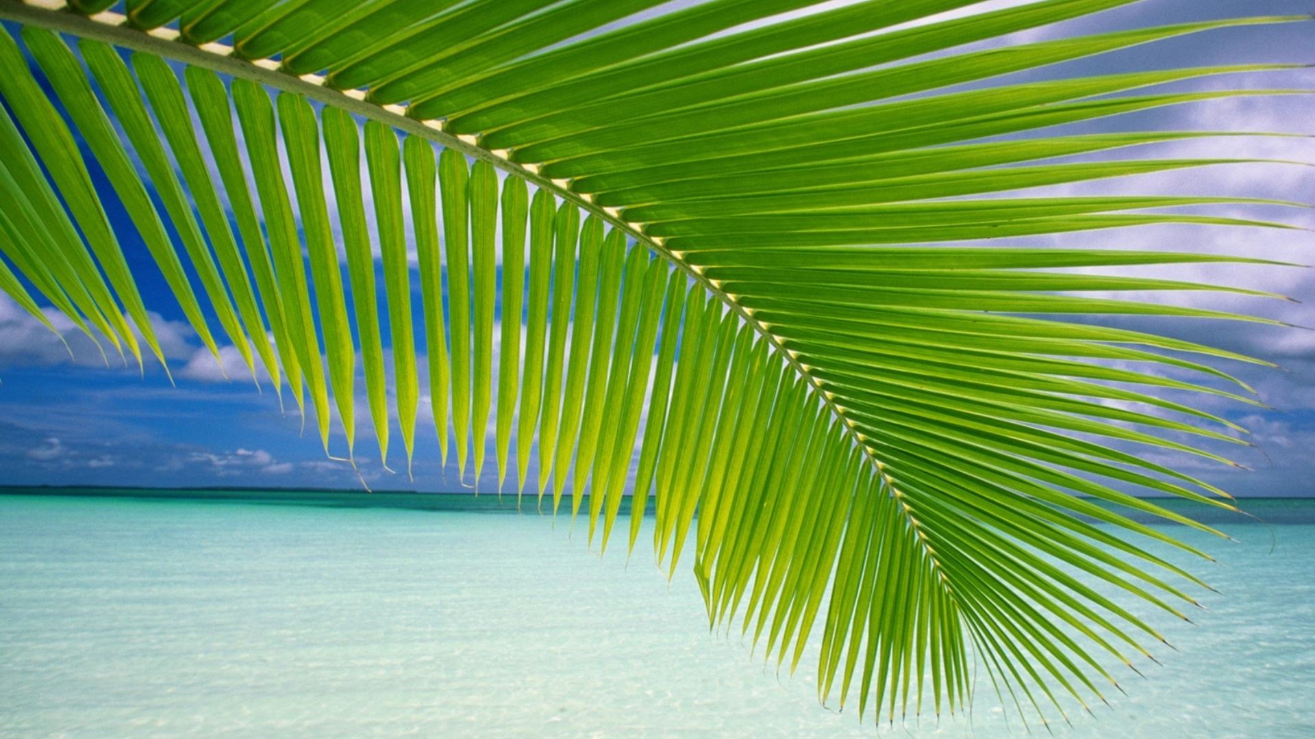 Hình nền lá dừa trên biển
