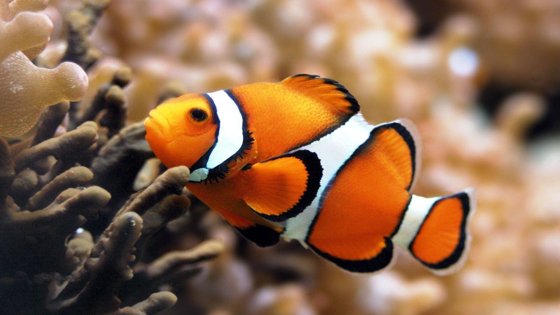 Hình nền cá Nemo đẹp cho máy tính