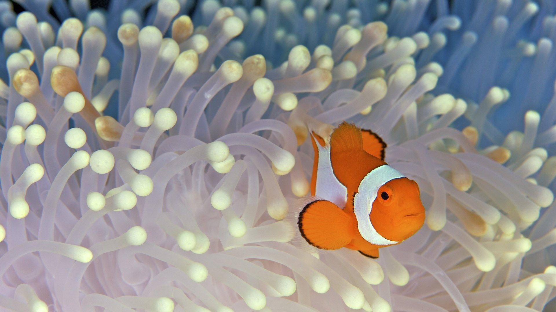 Hình nền cá cam Nemo đẹp cho máy tính