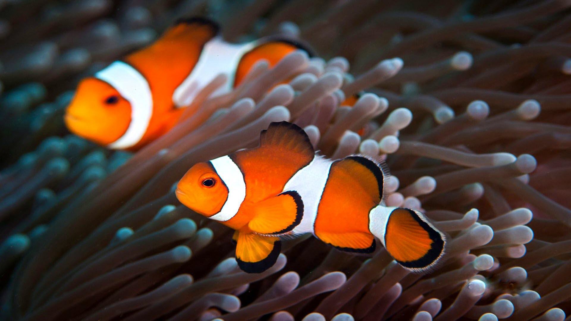 Hình nền cá Nemo đại dương tuyệt đẹp
