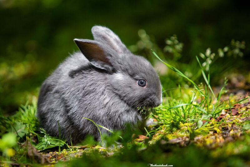 thỏ xám dễ thương ăn cỏ