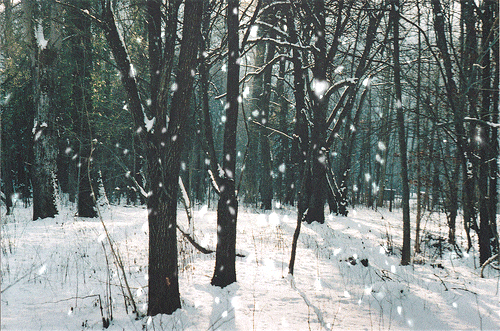 Hoạt hình rừng tuyết tuyệt đẹp