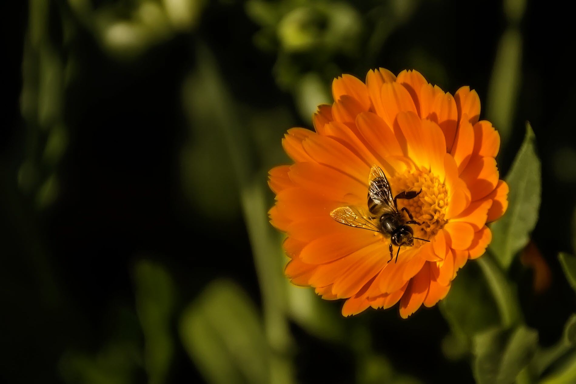 Hình nền laptop Full HD chú ong đang hút mật trên bông hoa cực đẹp