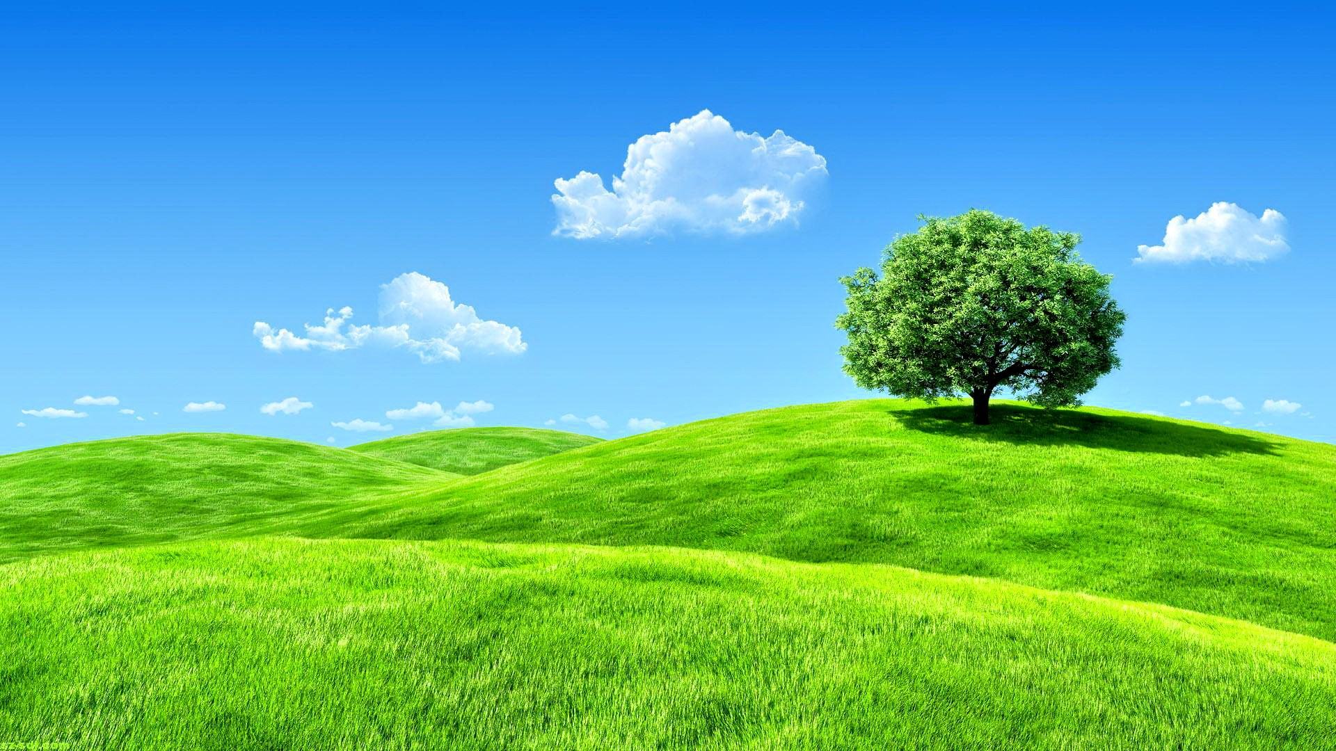 Hình nền laptop Full HD phong cảnh thiên nhiên bãi cỏ xanh tuyệt đẹp