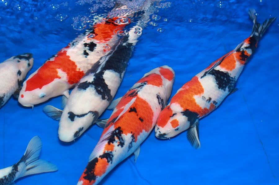 Ảnh cá Koi Nhật Bản đẹp nhất