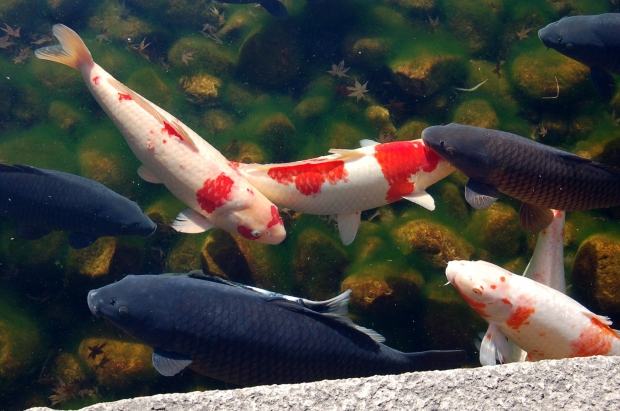 Những chú cá Koi Nhật Bản đẹp nhất