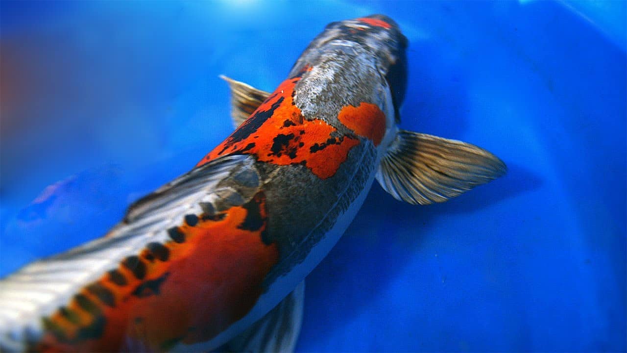 Hình ảnh cá Koi đẹp