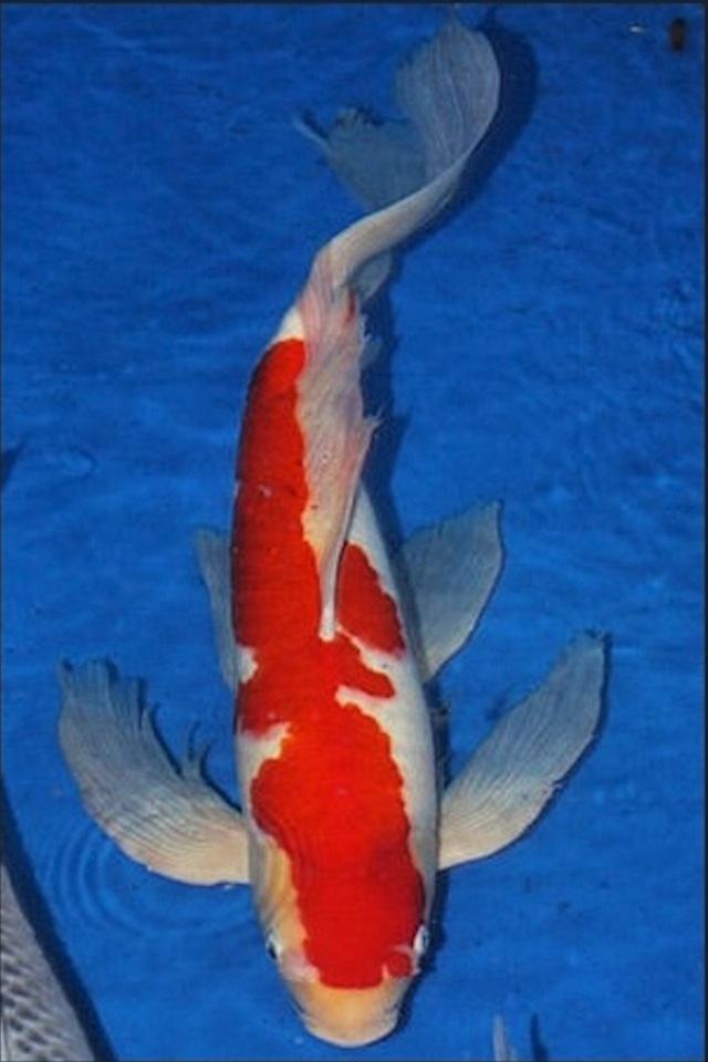 Hình ảnh cá Koi đẹp