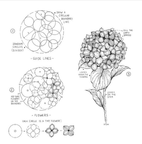 Cách vẽ hoa cẩm tú cầu