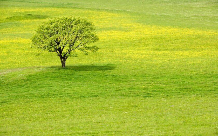 cây trên đồng cỏ hoa mùa xuân