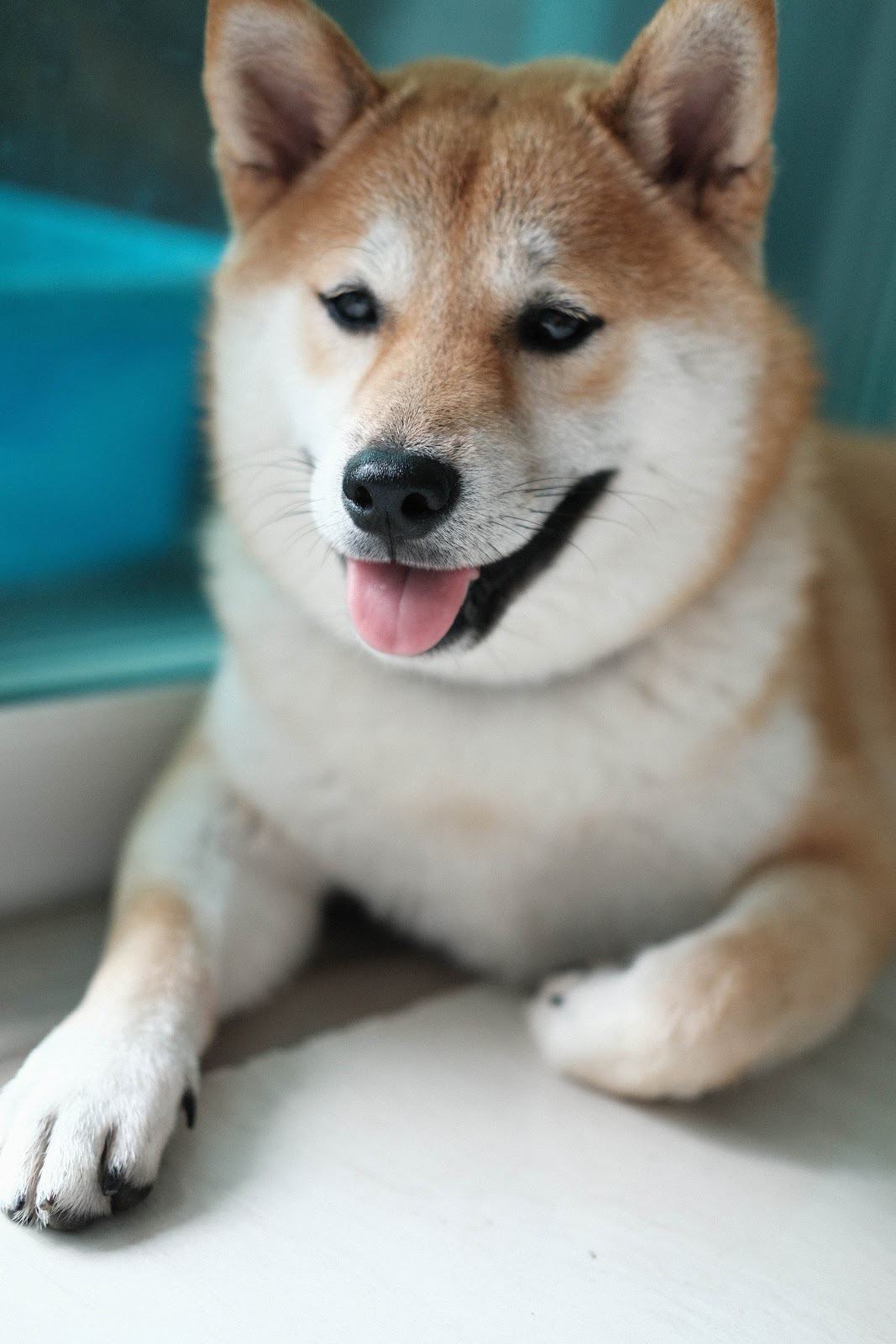 Ảnh chú Shiba dễ thương