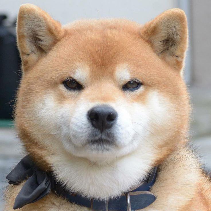 Ảnh chó Shiba đẹp nhất