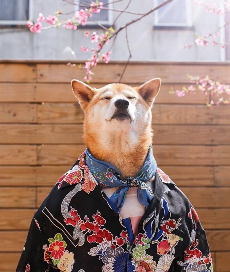 Ảnh Chó Shiba Full HD