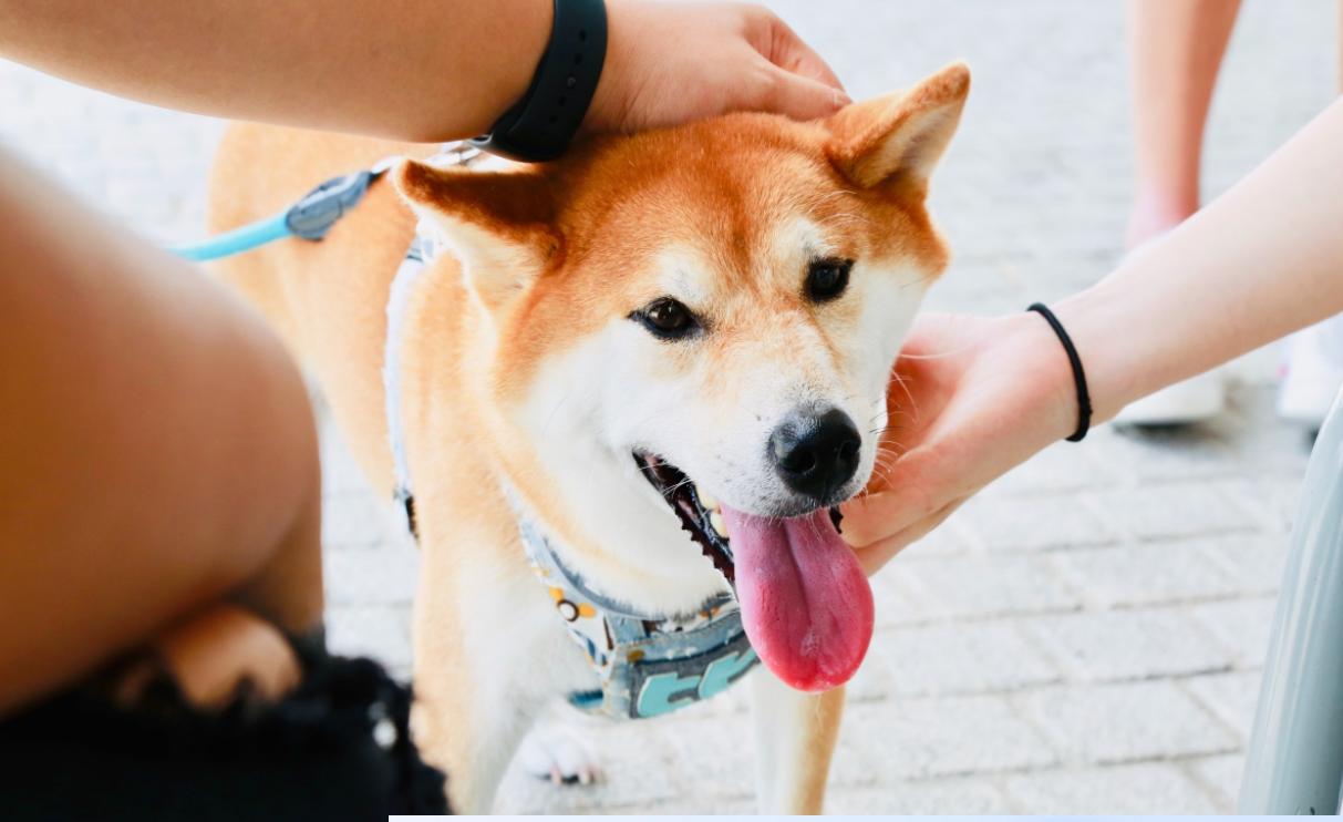 Hình ảnh chó Shiba HD