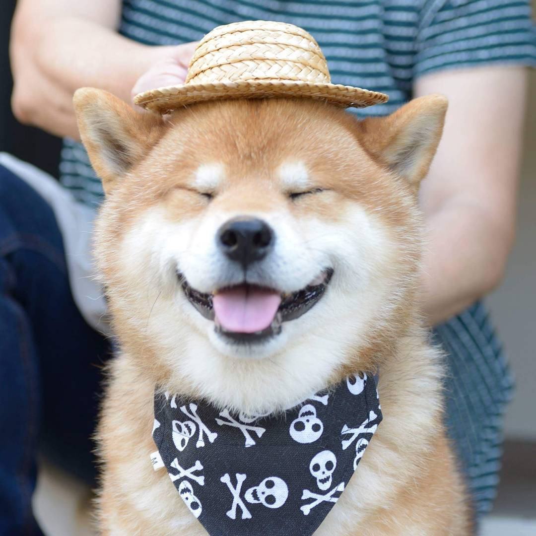 Ảnh Chó Shiba