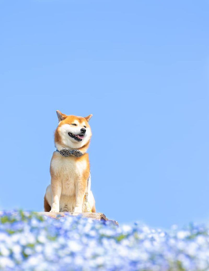 Chú chó Shiba dễ thương