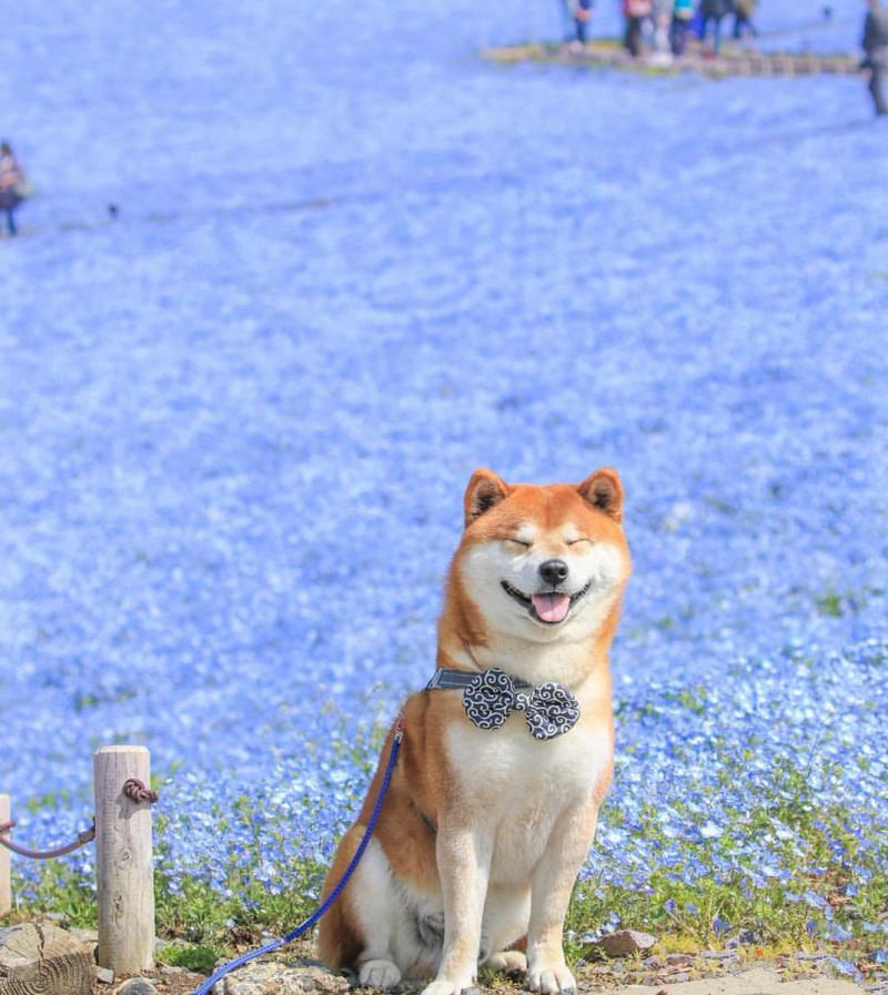 Chú chó Shiba dễ thương nhất