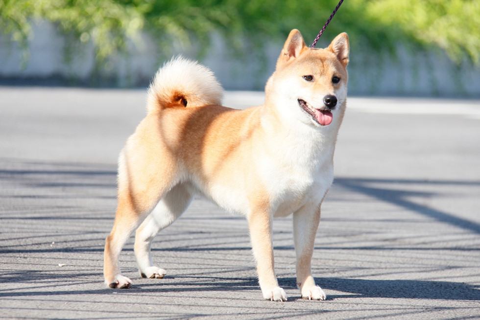 Chú chó Shiba đáng yêu nhất