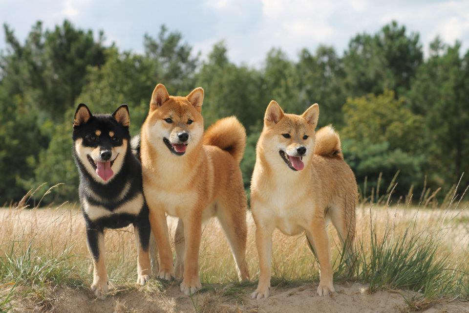 Chú chó Shiba đáng yêu nhất