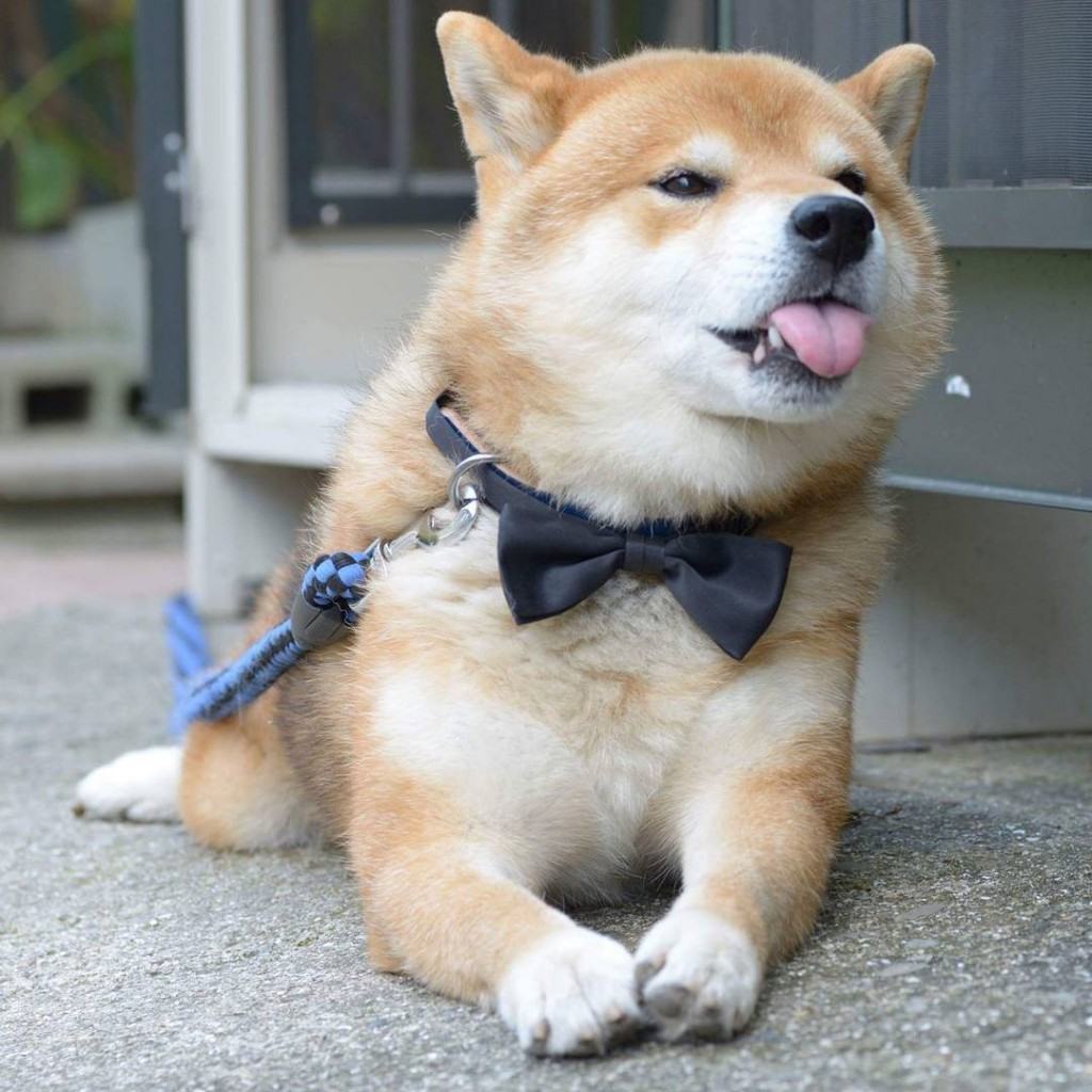 Chú chó Shiba đáng yêu