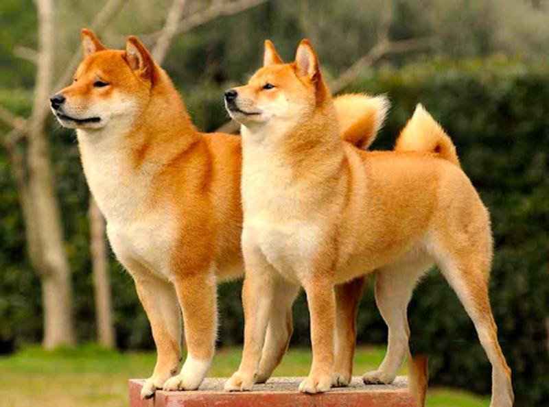 Chó Shiba đẹp nhất