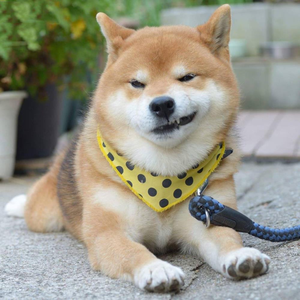 chó Shiba