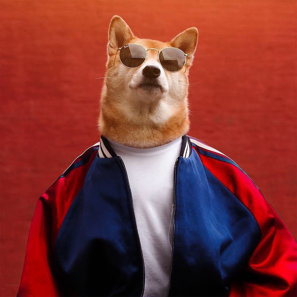 Hình ảnh chó shiba dễ thương