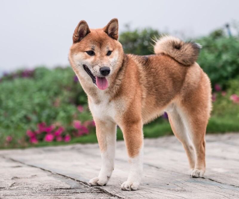 Hình ảnh chó shiba dễ thương