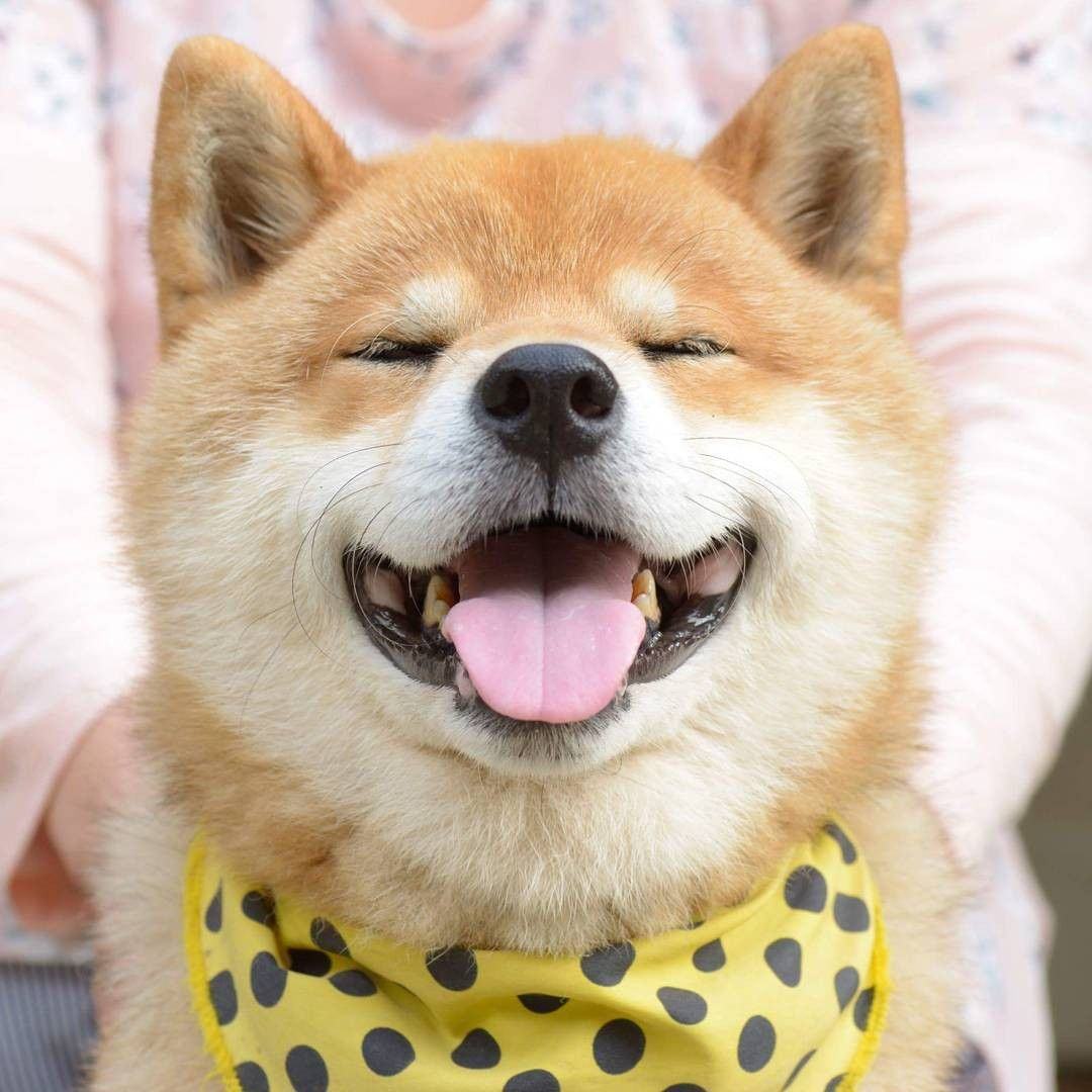 Hình ảnh chó Shiba