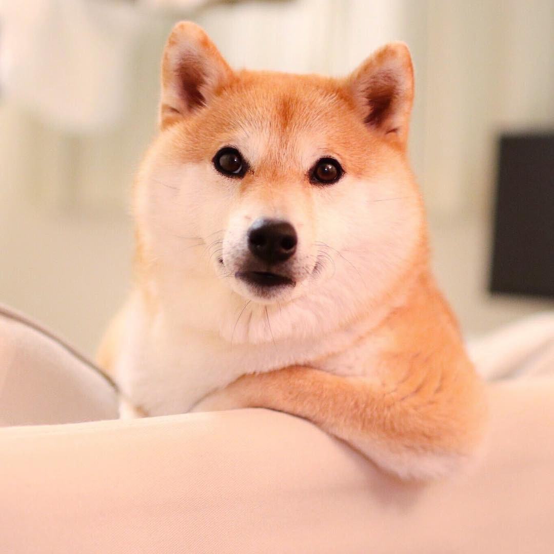 Hình Ảnh Chó Shiba HD