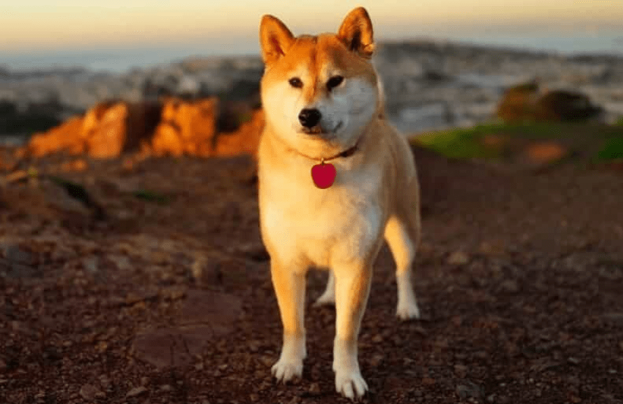 Hình ảnh chó Shiba đẹp nhất