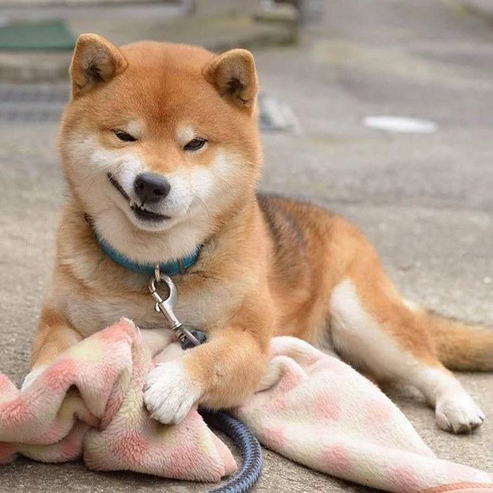 Hình ảnh chó Shiba rất đẹp