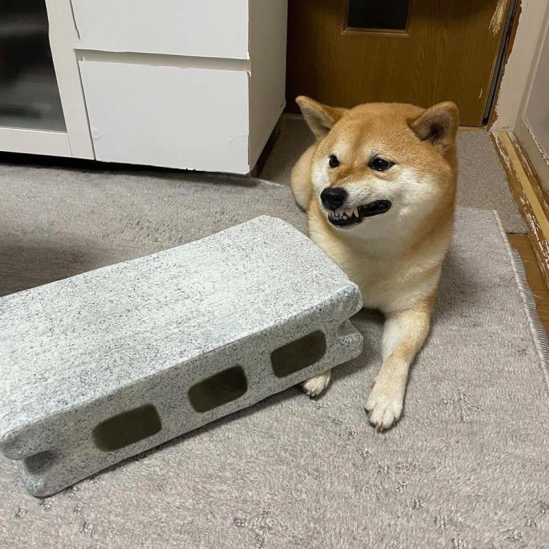 Chó shiba siêu đáng yêu