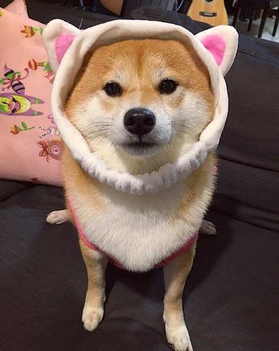 Hình ảnh chó shiba dễ thương nhất