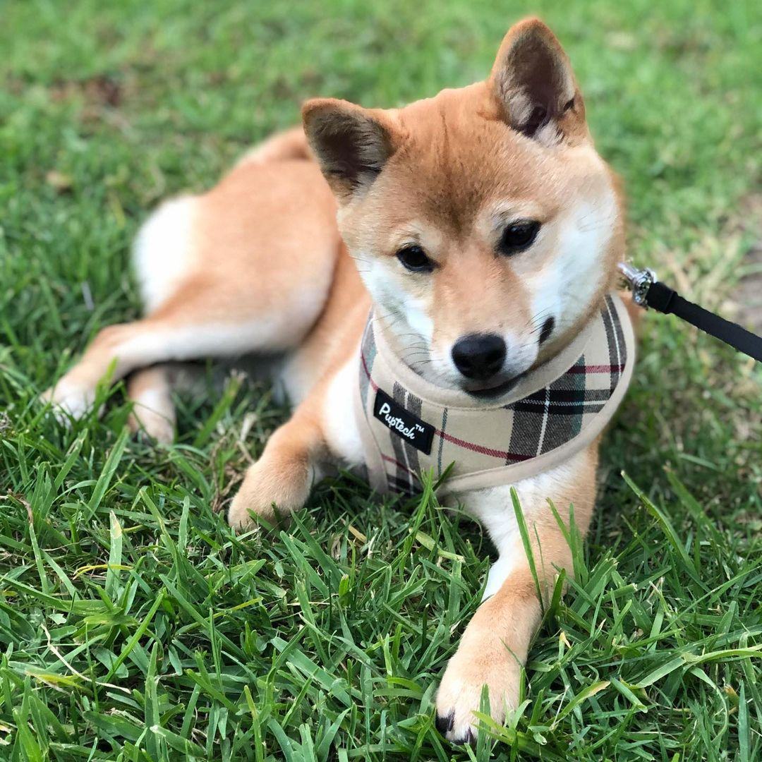 Hình Ảnh Chó Shiba Đẹp