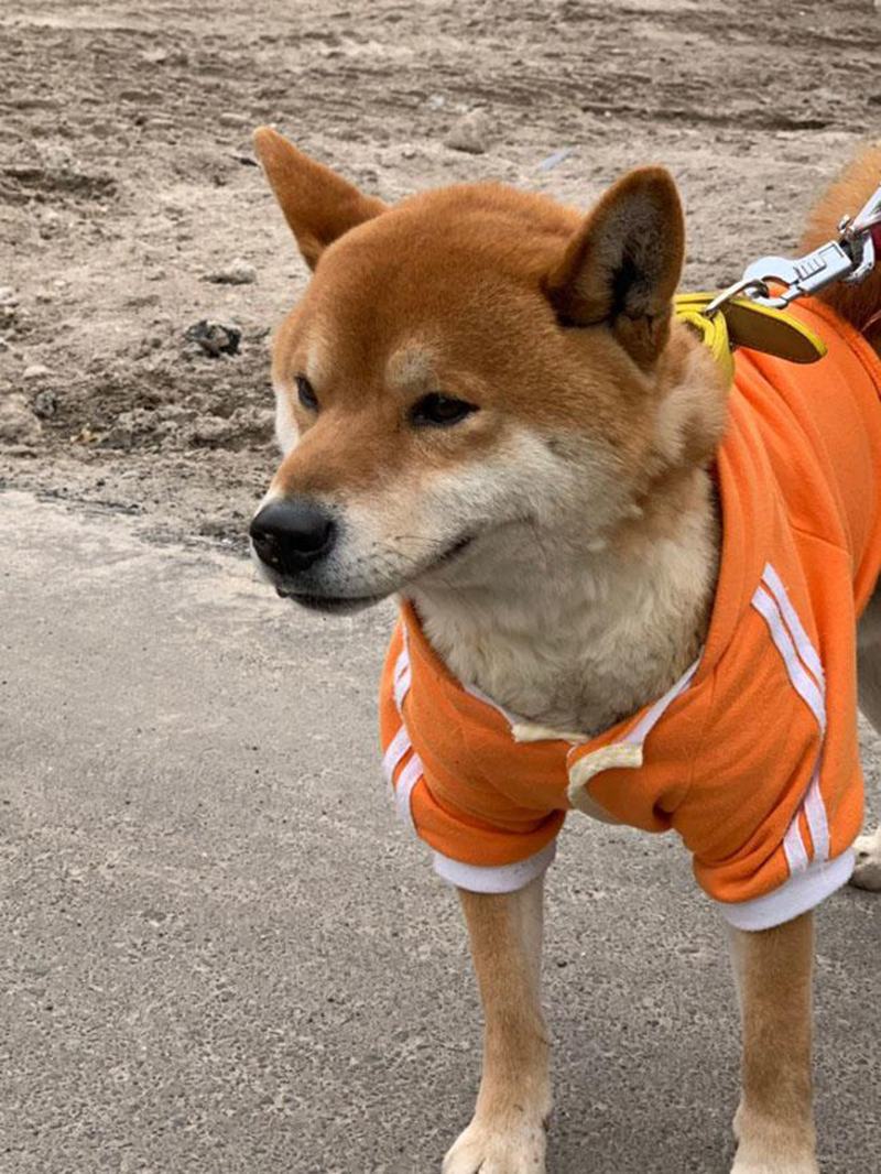 Hình ảnh chó shiba dễ thương